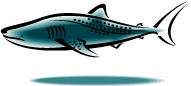 whale shark filter feeder
